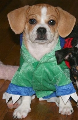 Close up - A red and white Puggle puppy is sitting on a hardwood floor and it is wearing a green jacket. To the right of him is the face of a black with tan and white dog.