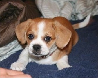 Front view - A red and white Puggle puppy is laying on a blue blanket and it is looking forward.