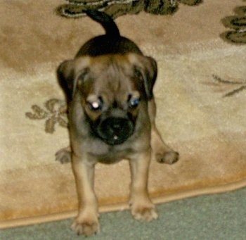 Front view - A silver-fawn Puggle dog is standing on a tan throw rug that is on topn of a green carpet and it is looking forward.