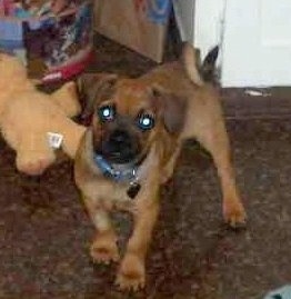 Front side view - A red with black Puggle is standing in a hallway and there are toys behind it. Its tail is curled up over its back.