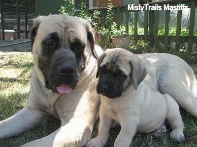 A tan with black English Mastiff is laying next to a sitting tan with black English Mastiff puppy outside in grass. The adult dog has its mouth open and tongue out.