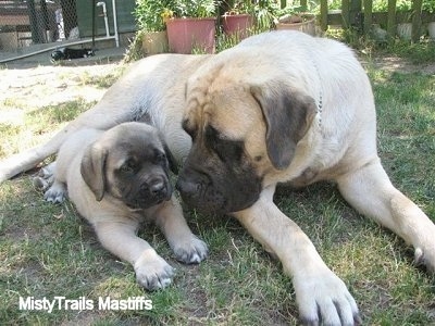 An adult tan with black English Mastiff dog laying in grass next to a its puppy. The adult is looking at the puppy.  