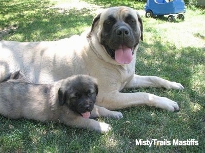 Right Profile - A tan with black English Mastiff is laying next to a tan with black English Mastiff puppy. They both are panting.