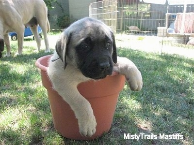 A tan with black English Mastiff puppy is sitting inside of an empty clay flower pot outside in the grass. There is an x-pen and an adult Mastiff dog behind it.