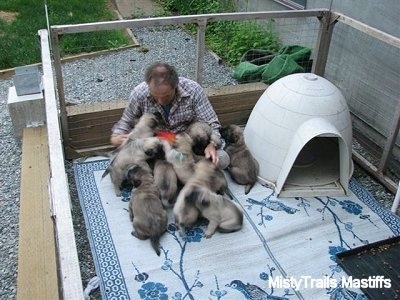 The litter of puppies are climbing all over the man