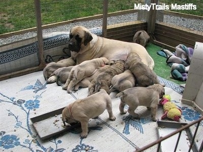 Sassy the English Mastiff outside nursing her puppies