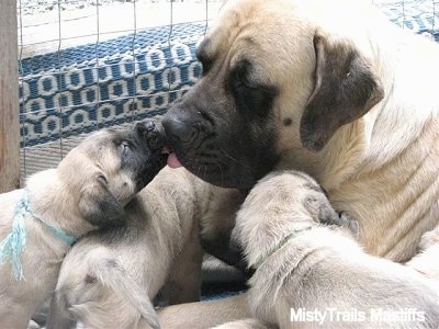 Close Up - Sassy the English Mastiff licking her puppies face and being licked back by a puppy