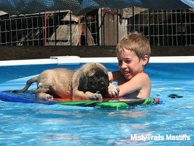 Puppy laying on a floatie board in a swimming pool next to a boy