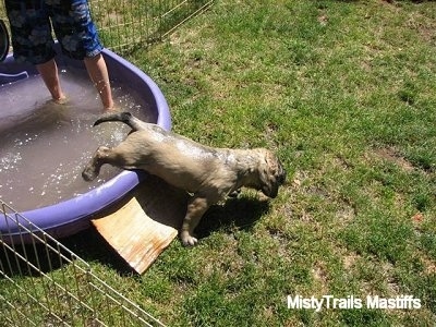 Puppy getting out of a pool