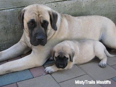 8 week old mastiff