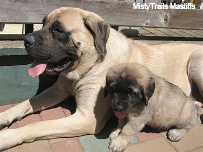 Two dogs, an adult and a puppy panting tan with black English Mastiff are on a brick patio in front of a wooden deck. The adult is laying down and the puppy is sitting in front of her.