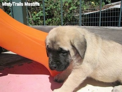 A tan with black English Mastiff puppy is sitting outside next to a plastic orange slide.