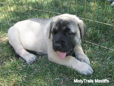 A tan with black English Mastiff puppy is laying in grass and behind it is a metal x-pen. Its mouth is open and tongue is out.