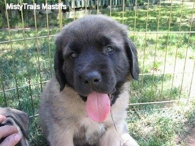 Close Up - A tan with black English Mastiff puppy is sitting inside of a gold x-pen cage outside in the grass. Its mouth is open and tongue is out. It looks relaxed and happy.