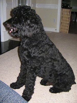 rottweiler poodle mix for sale