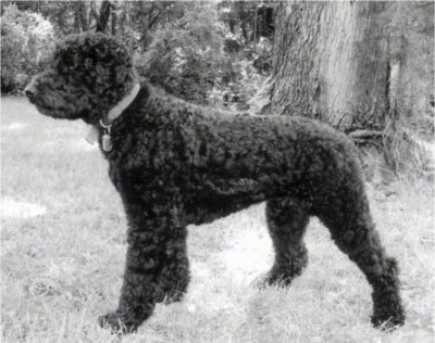 Left Profile - A black and white photo of a Rottle that is standing in grass nex to a large tree and it is looking to the left.