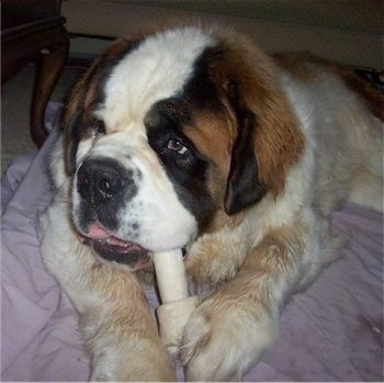 Close up front view - A huge, big headed, furry white with brown and black rough coated Saint Bernard dog is laying on a pink blanket chewing on a rawhide bone.