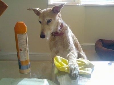 A tan with white dog is sitting on a carpet with one of its paws on a yellow rag and a glass table. There is an air freshener next to a yellow rag on the table