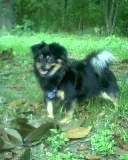 The left side of a black with tan and white Schweenie dog standing in grass looking forward. Its mouth is open and its tongue is out.