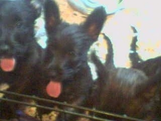 Close up front view - A litter of Scottish-Skye Terrier Puppies are standing up against the side of a fence and they are looking forward. They all have large perk ears. Their pink tongues are hanging out.