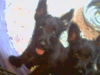Two puppies in a pen. The left most Scottish-Skye Terrier puppy is standing up against a small fence and it is looking up. Its mouth is open and its tongue is out. Its eyes are glowing green. The pups have large perk ears.