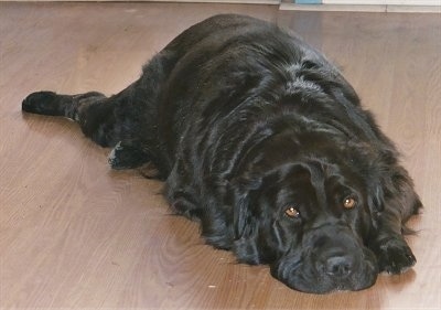 View from the front - A medium haired, shiny-coated, black Shar-Pei/Retriever mix breed dog is laying down on a hardwood floor. The dog has golden brown eyes.