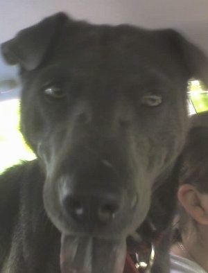 Close up head shot - A black Sharmatian dog is standing in a vehicle and it is looking forward. Its mouth is open and its black tongue is sticking out. The dog has small ears and a big head.