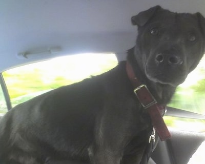 Side view - A shorthaired, black Sharmatian dog standing in the middle of a vehicle and it is looking forward.