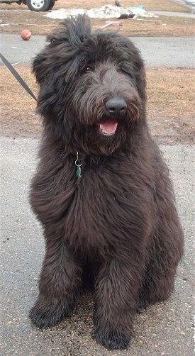 king shepherd poodle mix