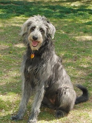 king shepherd poodle mix