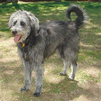 toy poodle german shepherd mix