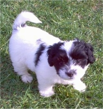 Top down view of a fluffy white with black ShiChi puppy that is standing in grass and it is looking up.
