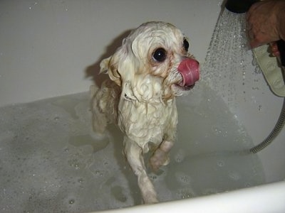 A wet white ShiChi is standing in a white bath tub with water in it. There is a person spraying water next to the small dog. THe dog is licking its nose with its curled pink tongue.