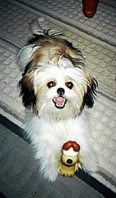 A longhaired white with brown and black ShiChi puppy is laying across a rug and it is looking up. Its mouth is open and it looks like it is smiling. There is a toy in front of it.