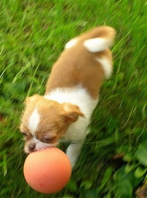 Top down view of a tan and white ShiChi puppy that is running across a grass field with an orange ball in its mouth.