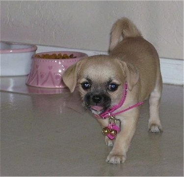 A tan ShiChi puppy is walking across a tiled floor and it is looking forward. Its mouth is open and its tongue is out. There is a pink food bowl with dry kibble in it and a white with pink water bowl behind the dog. Its tail is curled up over its back.