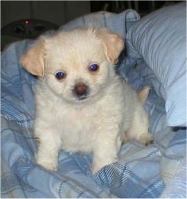 A tiny tan ShiChi puppy sitting on a blue plaid blanket looking forward and its head is tilted to the left. Its small V hsaped ears are hanging down to the sides.