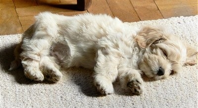 A wavy coated furry white with tan Shih Apso puppy is sleeping on its side on a carpet. It has a black nose.