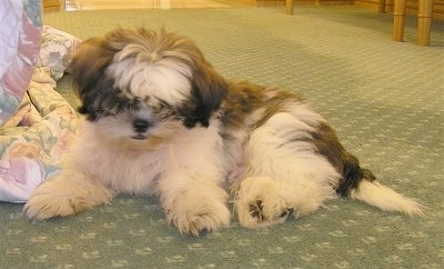 Side view - A fluffy white and black Shih-Tzu puppy is laying across a green carpet looking down and forward.