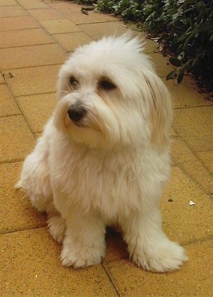 A soft, thick coated, tan Silkese dog sitting on a yellow brick walkway, to the right of it is a bush and it is looking to the left.