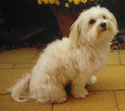 The right side of a tan soft looking Silkese dog sitting across a yellow brick walkway. It is looking up and its head is turned slightly forward. It has a thick coat with straigher hair on its long ears.