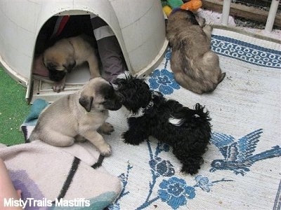 These pups are getting socialized with a Havanese puppy named Lucy