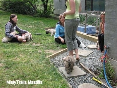 Puppy walking around the Yard. Two puppies hanging around a girl. And the other people are just sitting around the yard