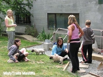 Puppies playing with children