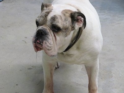 Spike the Bulldog standing outside with drool coming out the side of his mouth