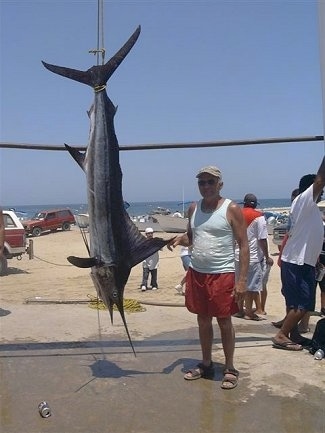 A man in red shorts is staning next to a huge striped marlin fish that is hanging upside down from a line. The fish is larger than the man.