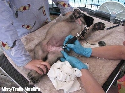 A person beginning to tattoo a puppy while another holds the puppy down on the table