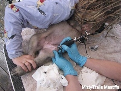 Puppy getting tattooed being held down by a person