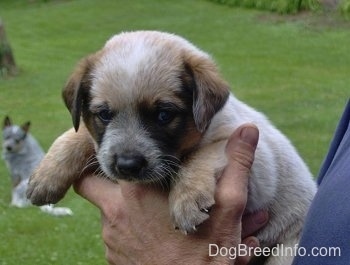 A thick, tan and white with black Texas Heeler Puppy is being held in a persons hands and it is looking forward. There is another Heeler sitting in the field in the background.
