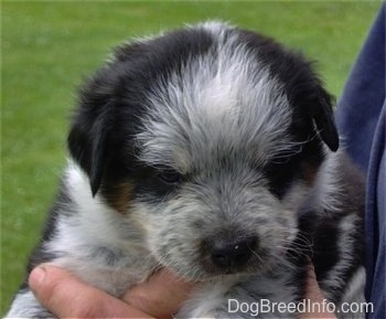 A fluffy black with white and tan Texas Heeler puppy is being held in the arm and against the chest of a person standing outside.